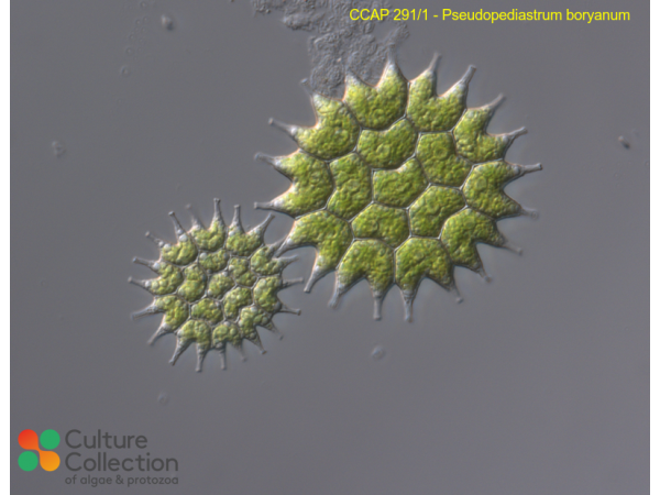 Pseudopediastrum boryanum