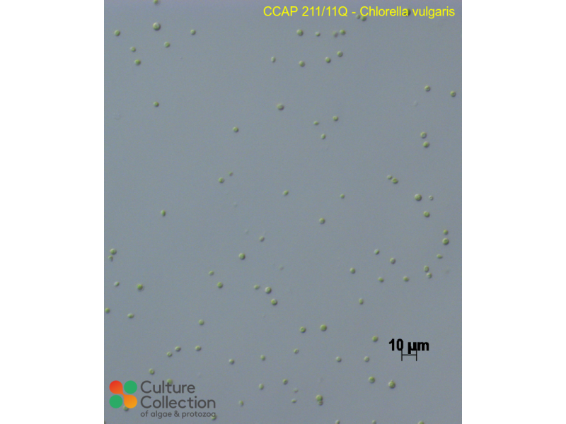 Chlorella vulgaris
