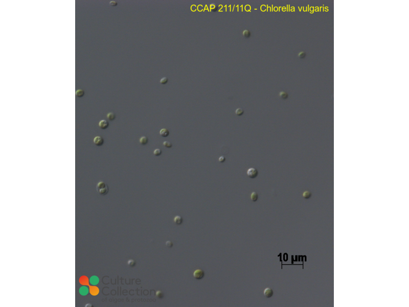 Chlorella vulgaris