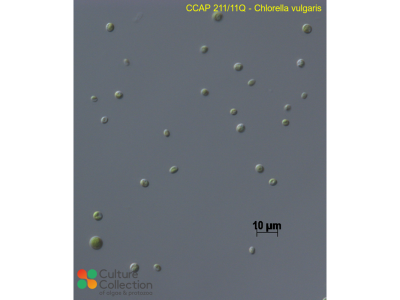Chlorella vulgaris
