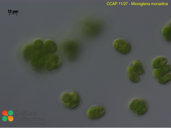 Microglena monadina Microglena monadina