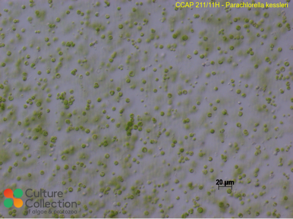 Parachlorella kessleri
