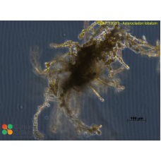 Asterocladon lobatum