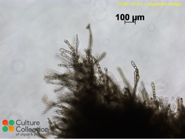Carpomitra costata