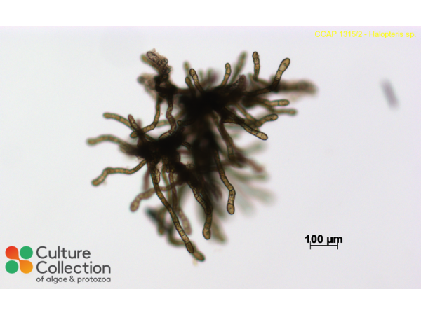 Halopteris sp.