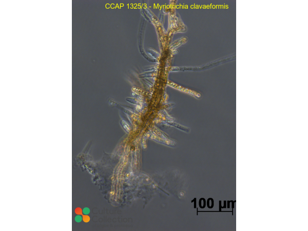 Myriotrichia clavaeformis