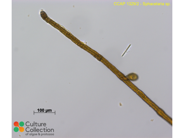 Sphacelaria sp.