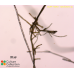 Sphacelaria sp.