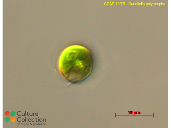 Dunaliella polymorpha