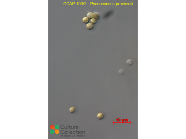 Pycnococcus provasolii