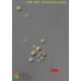 Pycnococcus provasolii