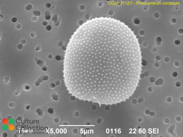 Prorocentrum cordatum