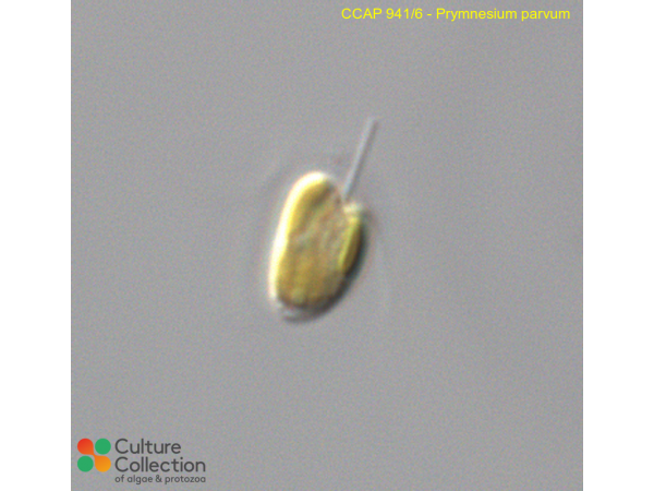 Prymnesium parvum