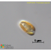 Prymnesium parvum