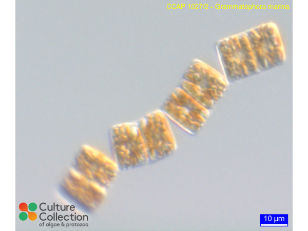 Grammatophora marina