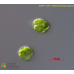 Microglena reginae