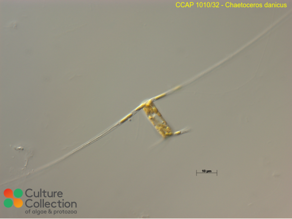 Chaetoceros danicus Chaetoceros danicus