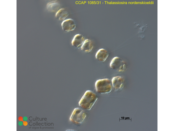 Thalassiosira nordenskioeldii