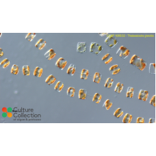 Thalassiosira gravida