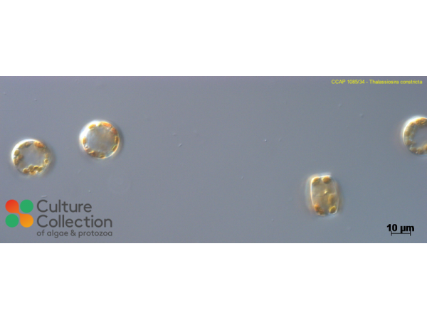Bacterosira constricta