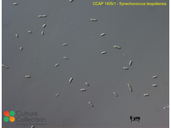 Synechococcus leopoliensis