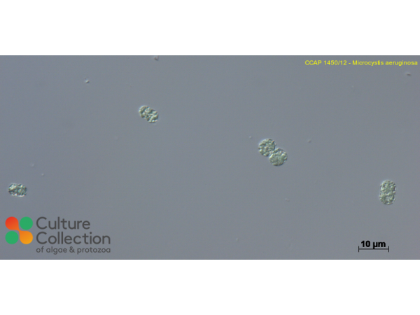 Microcystis aeruginosa