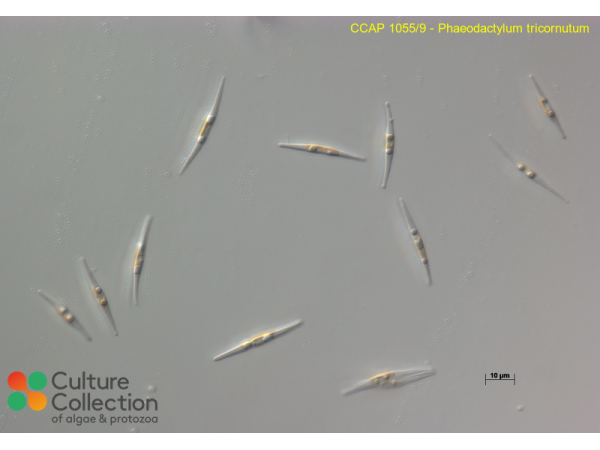 Phaeodactylum tricornutum