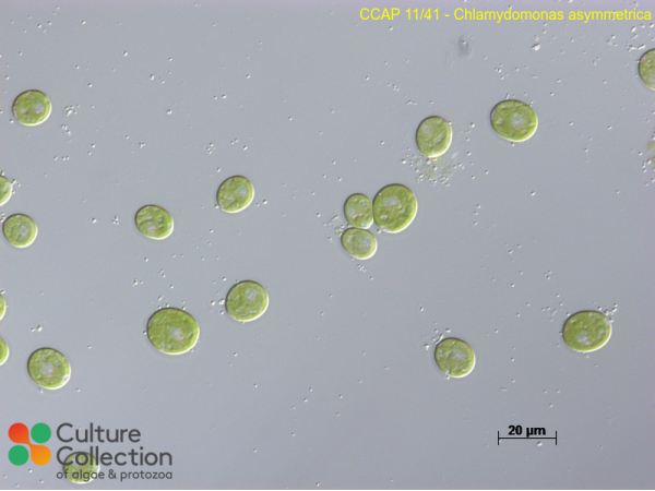 Chlamydomonas asymmetrica