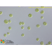 Chlamydomonas asymmetrica