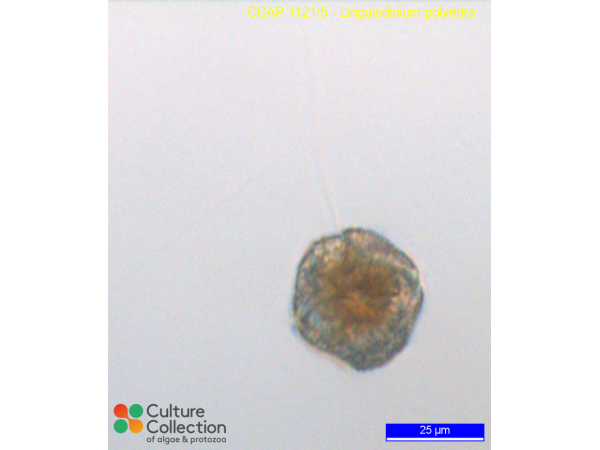 Lingulaulax polyedra