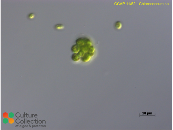 Chlorococcum microstigmatum