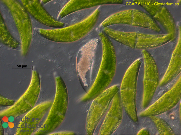 Closterium sp.