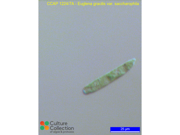 Euglena gracilis var. saccharophila