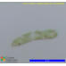 Euglena gracilis var. saccharophila