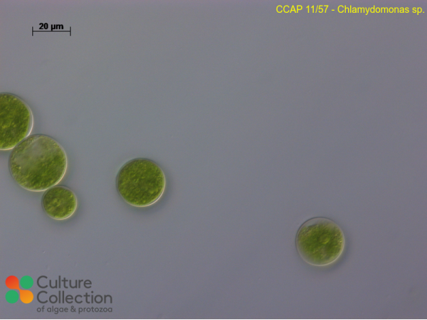 Chlamydomonas sp.