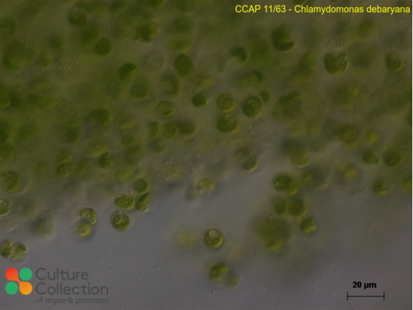 Edaphochlamys debaryana Edaphochlamys debaryana