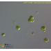 Chlamydomonas moewusii