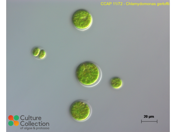 Chloromonas difformis