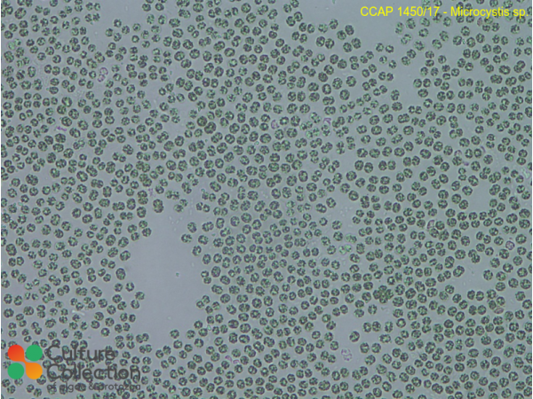 Microcystis sp.