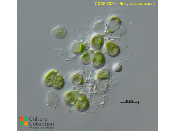 Botryococcus braunii