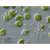 Botryococcus braunii