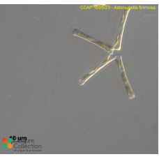 Asterionella formosa