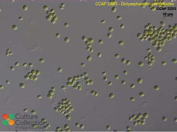 Dictyosphaerium chlorelloides
