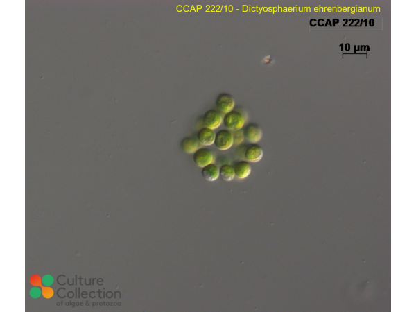 Dictyosphaerium ehrenbergianum