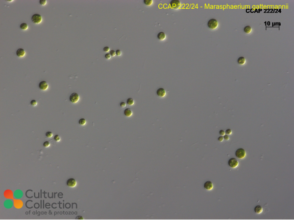 Marasphaerium gattermannii