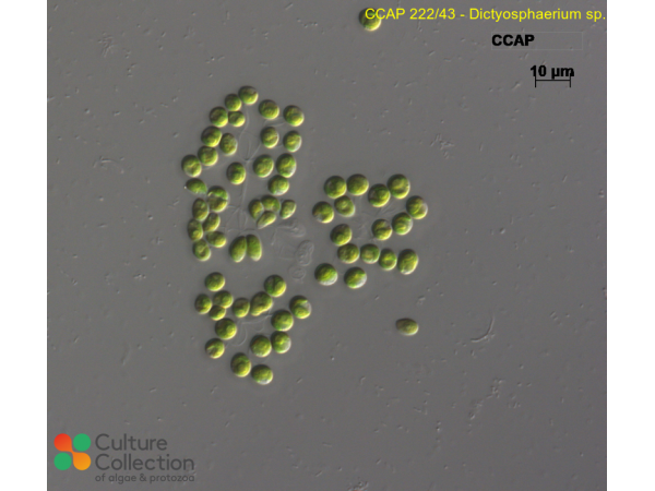 Dictyosphaerium sp. Dictyosphaerium sp.