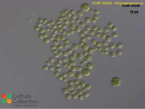 Dictyosphaerium sp.