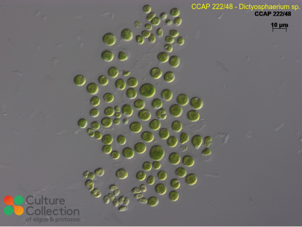 Dictyosphaerium sp.