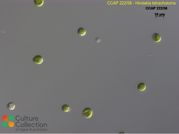 Hindakia tetrachotoma