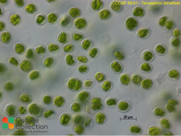 Tetraselmis tetrathele
